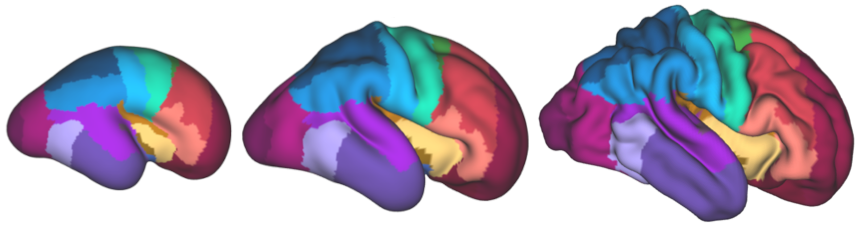 uBrain atlas on dHCP cortical surface